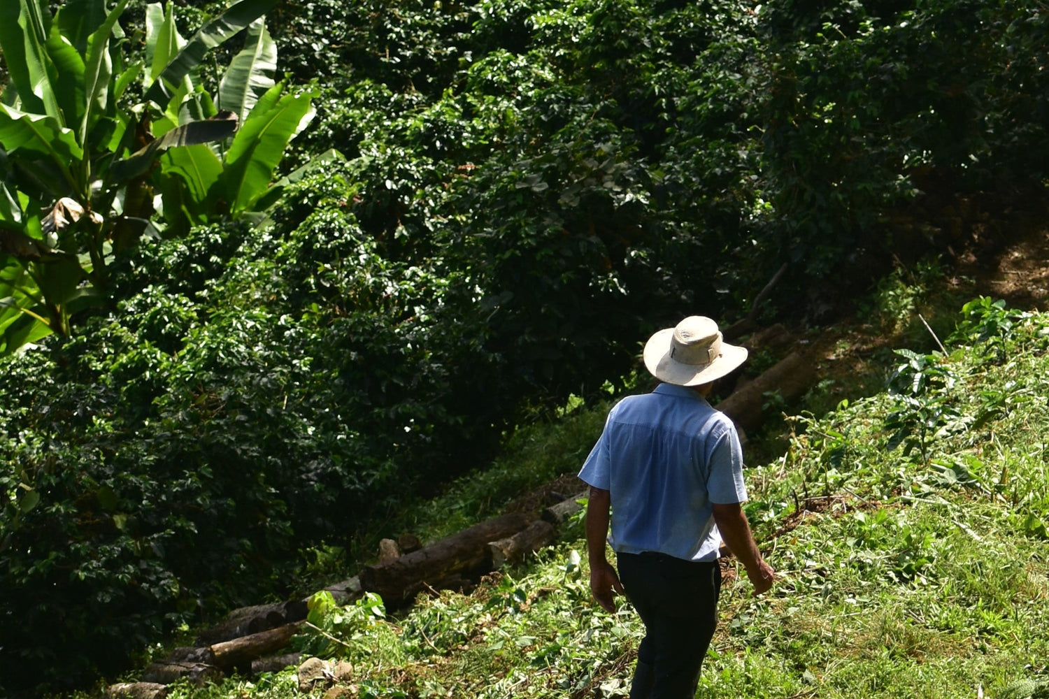 Person walking through a lush green forest