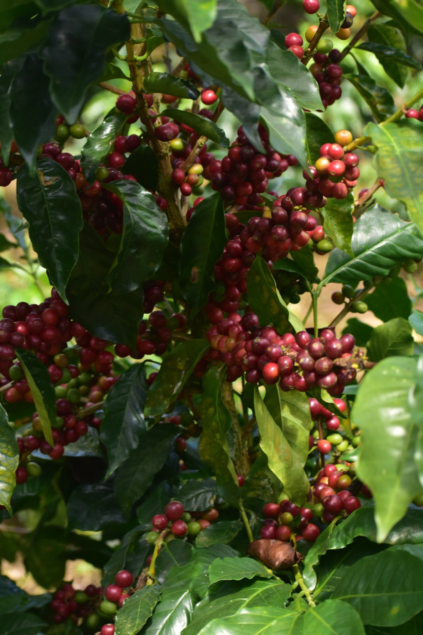 Cerezas de café maduras listas para la cosecha selectiva en Finca Pagua