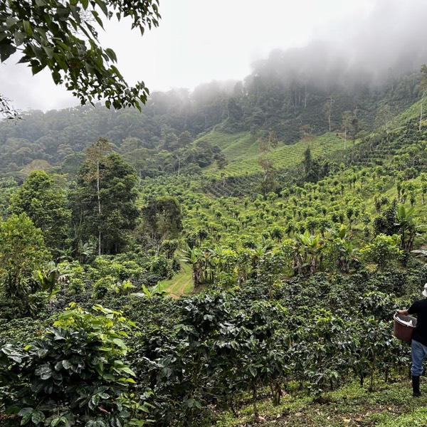 Niebla cubriendo las montañas de altura sobre Finca Pagua