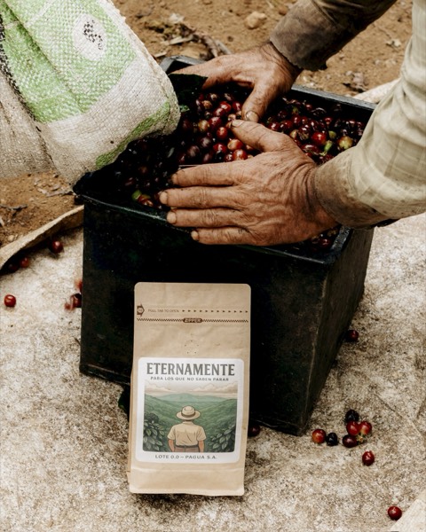 Manos recogiendo cerezas de café recién cosechadas junto a la bolsa Eternamente