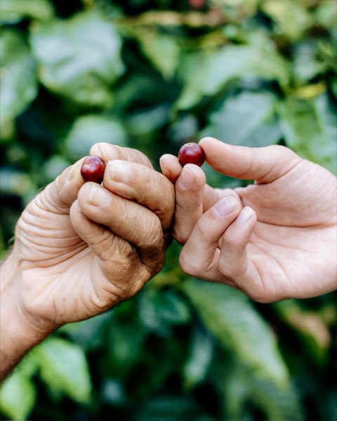 Dos manos sosteniendo granos de café, símbolo del relevo generacional