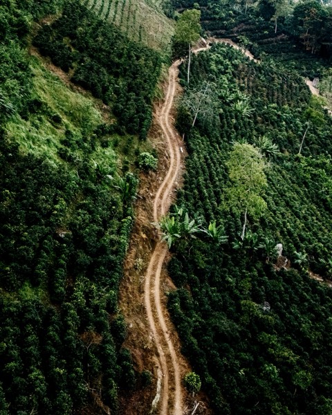 Terrazas de café vistas desde el aire en Finca Pagua
