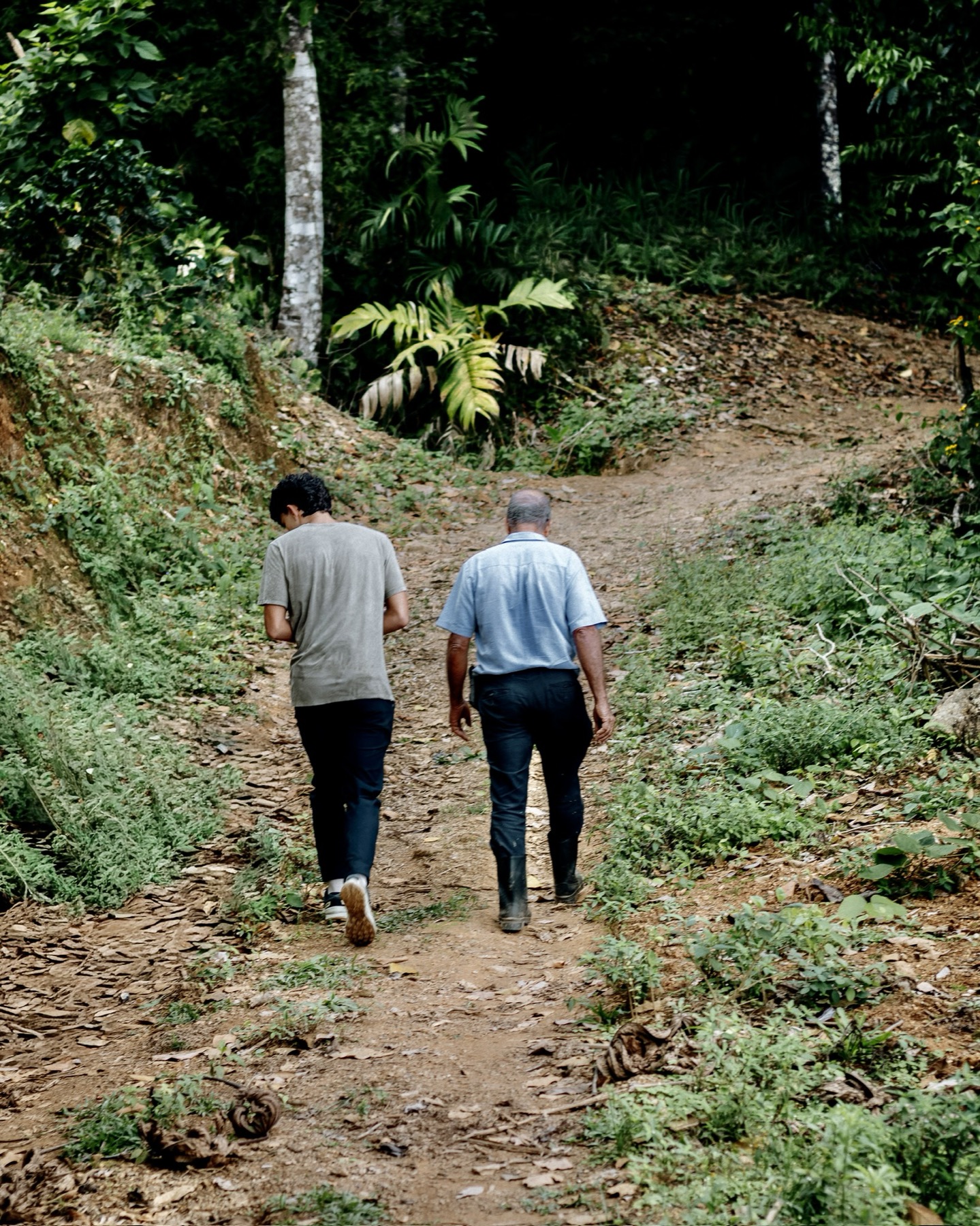 Don Juan Ra y su nieto caminando juntos por un sendero de la finca, dos generaciones del mismo café