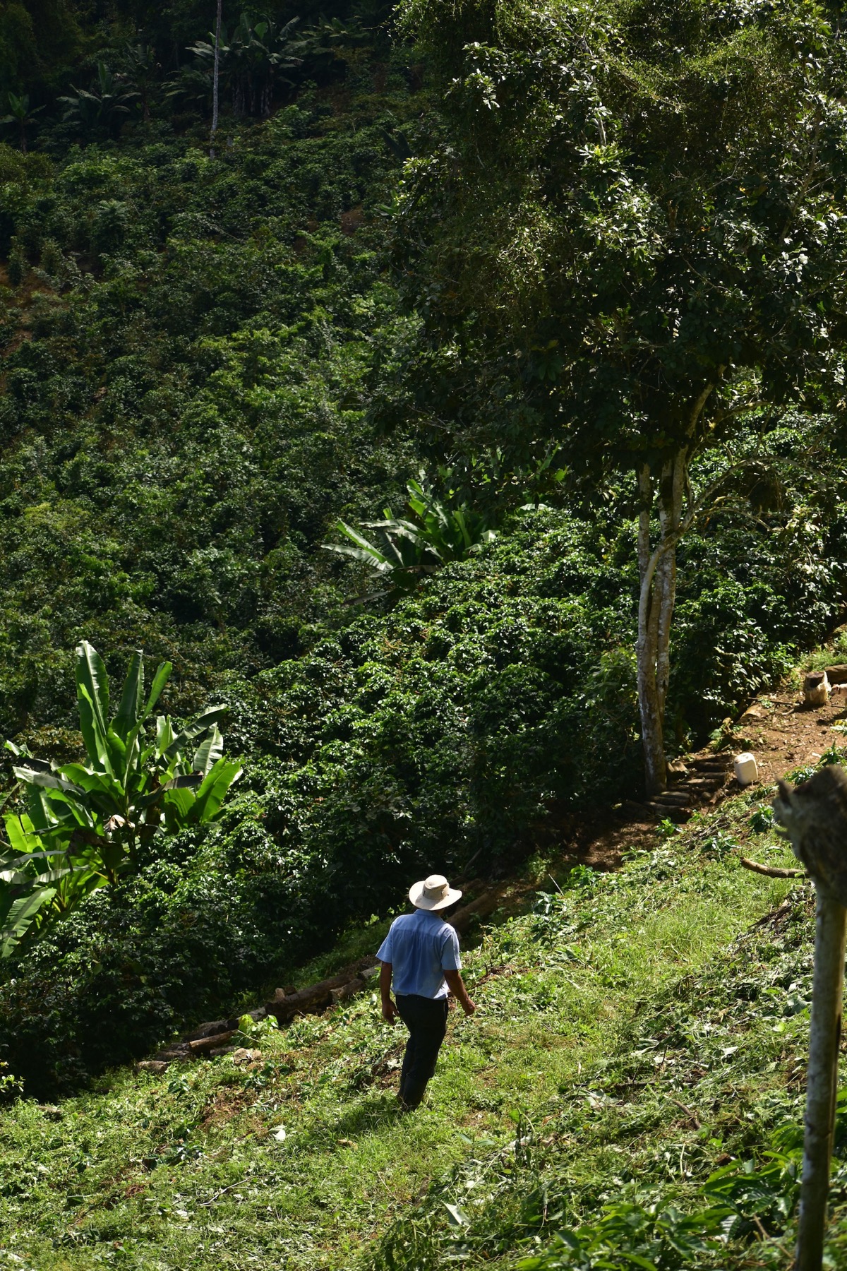 Don Juan Ra caminando entre los cafetales de su finca en Paraíso, Pérez Zeledón