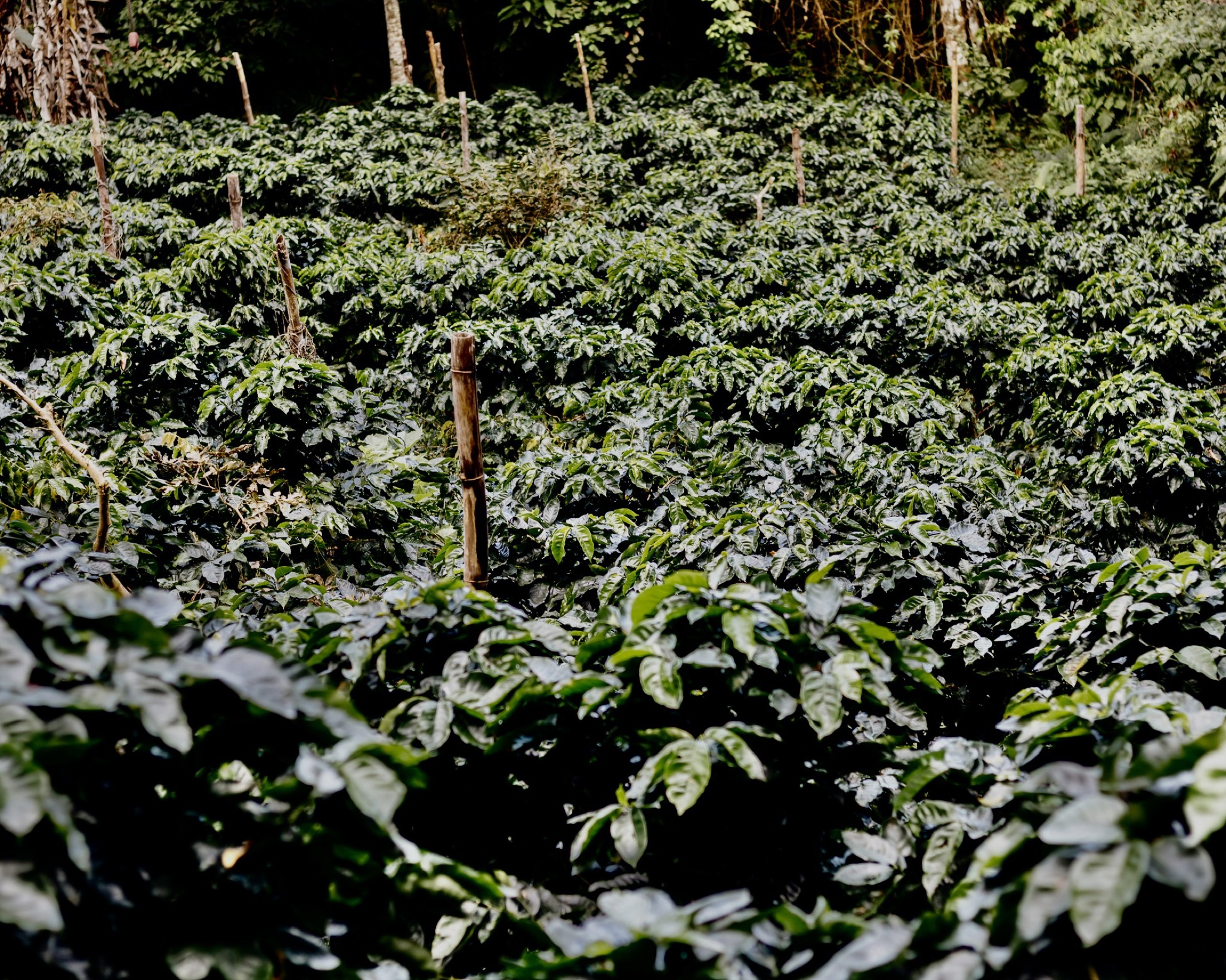 Cafetal denso y neblinoso en Finca Pagua, hilera tras hilera de café trabajado a mano
